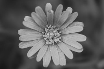 Schwarz-weiße Gelassenheit von Eefje John