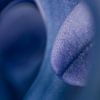 Abstract vista in nature: Blue - purple hyacinth by Marjolijn van den Berg
