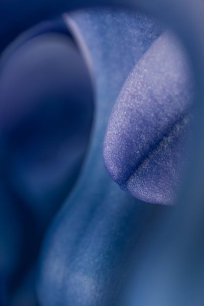 Abstrakter Blick in die Natur: Blau-violette Hyazinthe von Marjolijn van den Berg