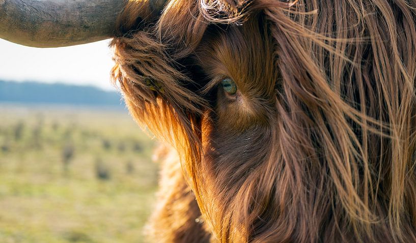 Scottish Highlander by Humphry Jacobs