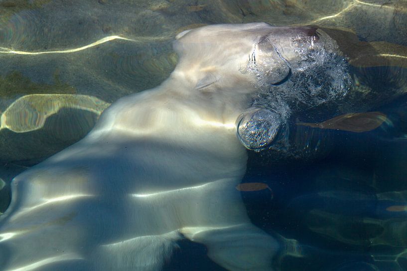 IJsbeer onder water van Ronald Wilfred Jansen