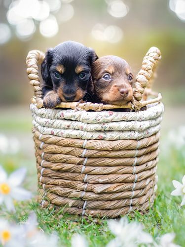 Puppies in een mandje