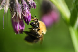 Captured in the blink of an eye, the gentle early-morning bumblebee rests as a new working day begins. A hunter of nectar, cloaked in velvet with the scent of spring deep within her fur, her eye reflecting the boundless sky, glistening like a drop of dark dew, her antennae alertly sensing the wind whilst the purple bud rests contentedly. by Hauwert Photography