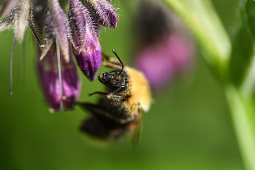 Captured in the blink of an eye, the gentle early-morning bumblebee rests as a new working day begins. A hunter of nectar, cloaked in velvet with the scent of spring deep within her fur, her eye reflecting the boundless sky, glistening like a drop of dark dew, her antennae alertly sensing the wind whilst the purple bud rests contentedly.