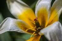 Na regen komt zonneschijn