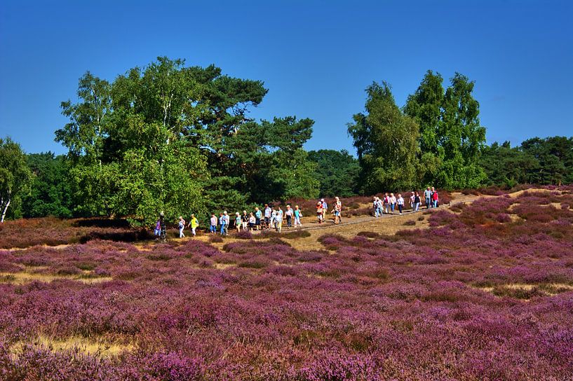 Visite guidée pour les visiteurs pendant la floraison de la bruyère par Edgar Schermaul
