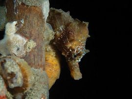 Short-nosed seahorse in the Oosterschelde by René Weterings