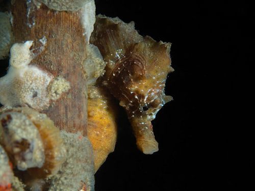 Short-nosed seahorse in the Oosterschelde