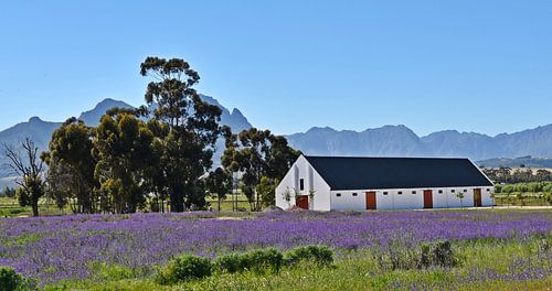Barn on meadow with blue viper's bugloss and mountains