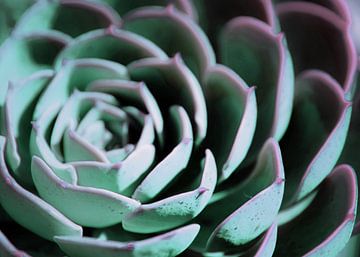 DARKSIDE OF SUCCULENTS III-A van Pia Schneider