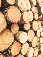 Tronc d'arbre en bois en couleur