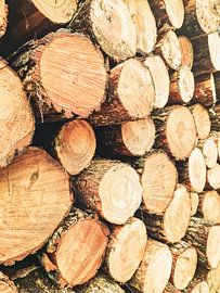 Wooden tree trunk in colour