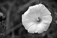 Einsame Blume
