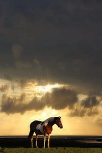 Lonely horse sur marjan woudstra