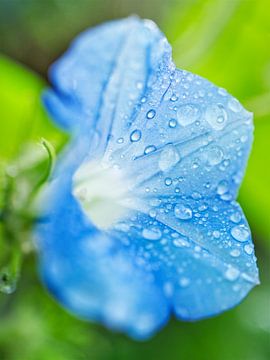 Blaue Morgenlatte, bedeckt mit Regentropfen von Iris Holzer Richardson
