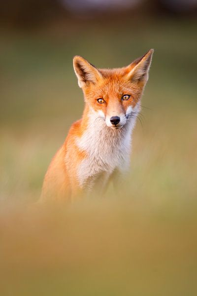 renard roux par Pim Leijen