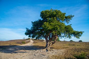 grove den en heide op de Lemelerberg van Jan Fritz