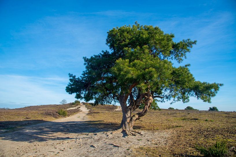 Pin sylvestre et bruyère sur le Lemelerberg par Jan Fritz