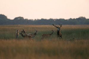 Rothirsch ( Cervus elaphus ), Platzhirsch mit seinem Rudel auf einer weiten Wiese in der Abenddämmer