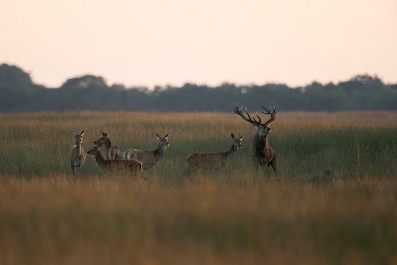 Cerf rouge ( Cervus elaphus ), cerf rouge avec sa meute sur une large prairie au crépuscule, Europe. par wunderbare Erde