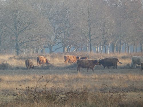 Schotse hooglanders