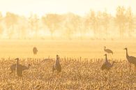 Kraanvogels tijdens een vroege herfstzonsopgang van Sjoerd van der Wal Fotografie thumbnail