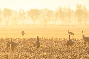 Kranichvögel während eines frühen Sonnenaufgangs im Herbst