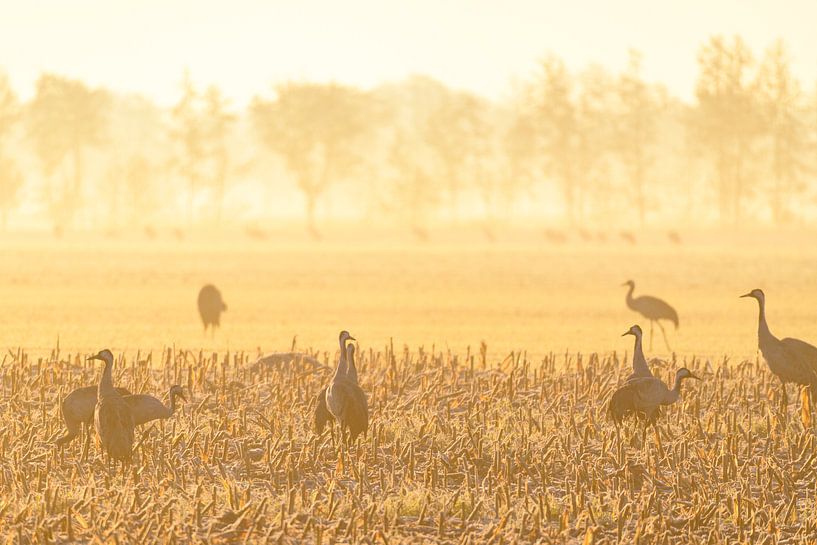 Kraanvogels tijdens een vroege herfstzonsopgang van Sjoerd van der Wal Fotografie