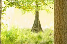 Enchanting (fairytale photo of the trunks of bald cypress trees)