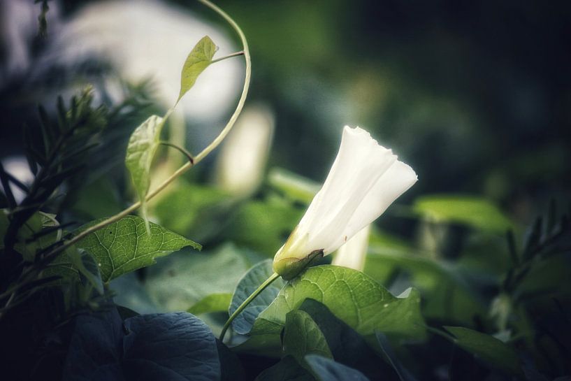 Dreamflower by Shirley Douwstra