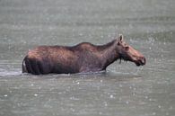 Moose cow eating water plants in Lake Glacier National Park in Montana, USA by Frank Fichtmüller thumbnail
