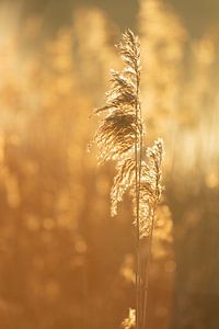 Goldene Schilfrohrfahne