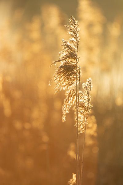 Goldene Schilfrohrfahne von Lucia Leemans