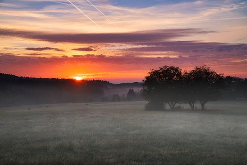 Boom in een weiland in de mist bij zonsopgang
