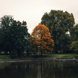 Herbstliche Oase – Der goldgelbe Solitär am Teich von Wandbilder Onlineshop