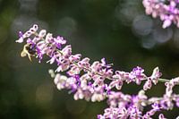 Utrecht - Bij sammelt Pollen