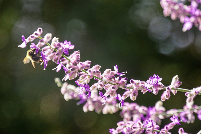 Utrecht - Bij collects pollen by Wout van den Berg