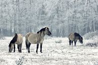Wilde paarden in de winter van Elly Besselink thumbnail