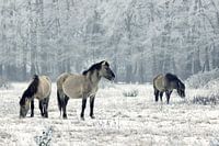 Wild horses in wintertime