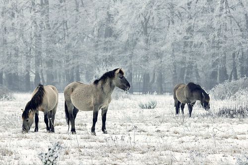 Wilde paarden in de winter