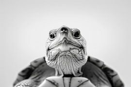 Schildkröte von Poster Art Shop