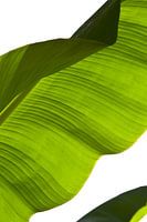 Green waves