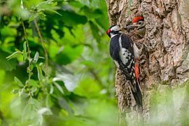 Buntspecht beim Füttern eines Kükens in seiner Baumhöhle von Sjoerd van der Wal Fotografie