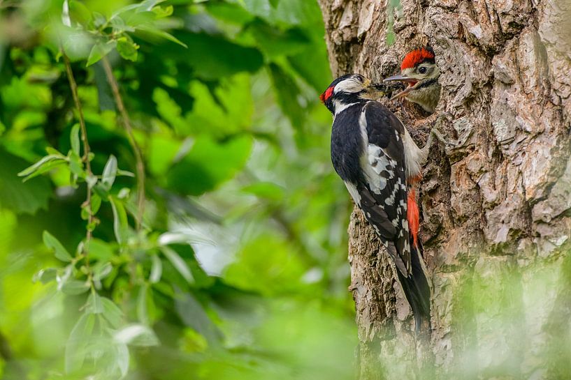 Pic épeichette nourrissant un poussin dans son trou dans un arbre par Sjoerd van der Wal Photographie