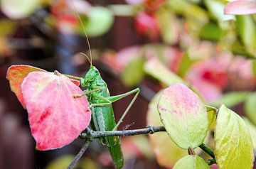 Grasshopper in tree by Ellinor Creation