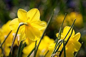 Narcis van Rob Boon