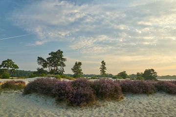 Blühendes Heidekraut auf der Sandverwehung von Ad Jekel