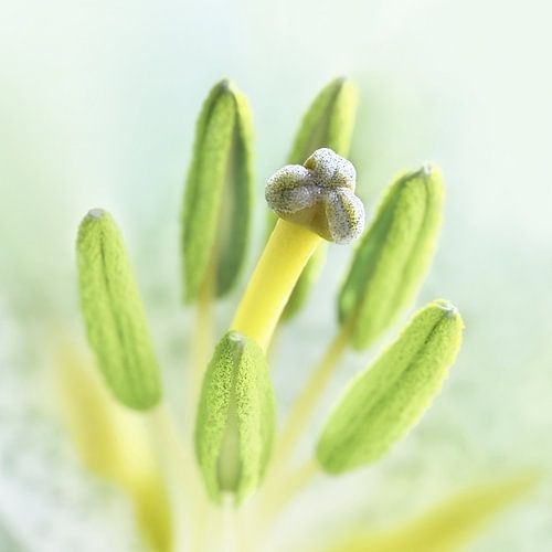Groen