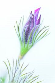 Knospe der gewöhnlichen Kuhschelle von Oliver Lahrem