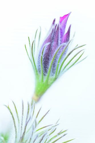 Knop van de gewone pasquebloem